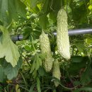 백여농장 이미지