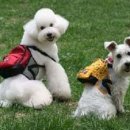 애견 11번가 이미지