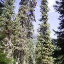 Lupine Loop(Bradiey Lake - Taggart Lake) 이미지