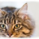 컴투펫 위탁보호센터 서울점 이미지