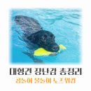 대형견 내돈내산 장난감 총정리 후기 및 추천