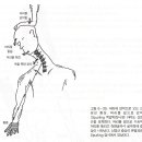 경추의 신경학적 검사와 편타성 증후군(Neurologic Examination &amp; Whiplash Inhury) 이미지