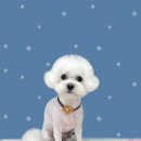 하얀이언니네 이미지