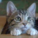 원시로4 이미지