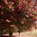 금산읍 사담마을 앞 | 2월, 비성수기의 제주도 작례 (with 쿨픽스 AW100, 파인픽스 Z30)