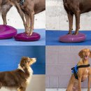 예은동물의료센터 이미지