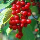 오미자 효능 &amp; 오미자차 부작용 이미지