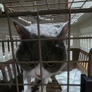 미용집사 | 토리, 마리 고양이 미용 한 날 🐱✂️ | 집사 미용실 비용보다 비싼 묘르신들 미용 후기 (feat. 삐짐 주의)
