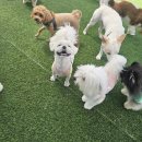 강아지 사회화 훈련에 적합한 광교 애견유치원, 말티즈 마루 후기