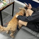 서재 흰둥이네 | 별이 서재동물병원 다녀오기