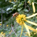 금밀초에 방화하는 꿀벌입니다. 이미지