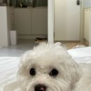 댕댕별숲 애견독채펜션 | [양평 애견동반 독채펜션] 댕댕별숲 A동 후기 | 반려견과 1박2일 힐링 독채 숙소