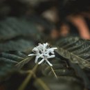 나무커피 이미지