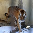 만 마리의 호랑이 이미지