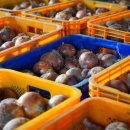 서강농장 이미지