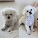 뽀독뽀DOG 이미지