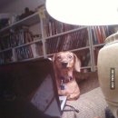 누렁이야식 이미지