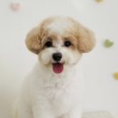 그루멍(groomung) 이미지