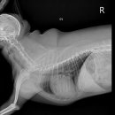 인천동물심장내과 이미지