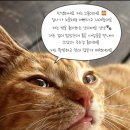 알레스 이미지