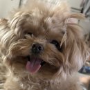 슈가멍 | 수원 인계동 강아지 미용 잘하는 곳 | 슈가멍 단골 루이 미용 후기 [내돈내산]