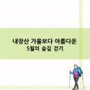 싱그러운 여름 플로리스트(5월) | 내장산 가을보다 아름다운 5월의 숲길 걷기