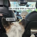 펌킨 펫하우스 청담 이미지