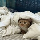 신바람곱창 이미지