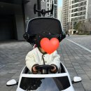 [씨투엠뉴 붕붕카 크림색상] 16개월 아기 반응 폭발! 노리터보드 모모 원목붕붕카와 비교 후기