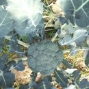 슈퍼푸드 ‘브로콜리’ 잎도 영양 만점, 4kg 12,000원(판매 종료) 이미지
