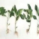 지에이치(GH) 이미지