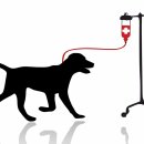 The Pet 이미지