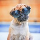 바우와우 이미지