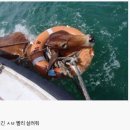 소가 이미지