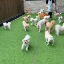댕구르강아지유치원 | 부산 애견 유치원 “댕구르 강아지애견유치원미용호텔” 후기