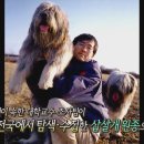 경산의 삽살개육종연구소 이미지