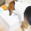 뚜리까까 | 강아지 간식추천! 뚜리까까에서 만든 강아지 수제간식 오리육포 / 코코넛 단호박 치즈볼 / It’s GREEN...