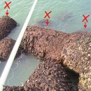 방파제낚시 이미지