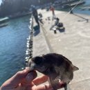 곤리도감민박 이미지