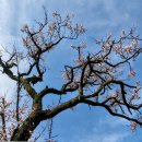 매화한의원 이미지