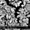 유익미생물 살충제 Bt - 바실러스 튜린겐시스(Bacillus thuringiensis) 이미지