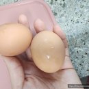 생담원농장 | 자연방사유정란 난각번호1번 장수 생담원 계란!