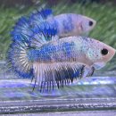 피쉬갤러리 천안점 이미지