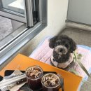 뮈에 | 성북/장위동_뮈에_애견동반 후기