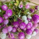 천일홍-Globe Amaranth 이미지