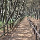 11/22(토)[카페 버스여행 공지]안면도 해솔길-＞꽃지해변 트레킹 및 아산 곡교천 은행나무길 투어[1,2호차 마감/여성1명 신청가능] 이미지