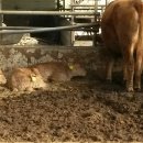 해게울 목장 이미지