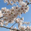 남산 벚꽃 축제 및 방문 꿀팁 이미지