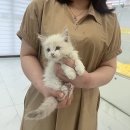 데려오개 | 이태원고양이분양 행운이야