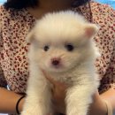 드림독 강아지분양 안심분양센터 김포점 이미지